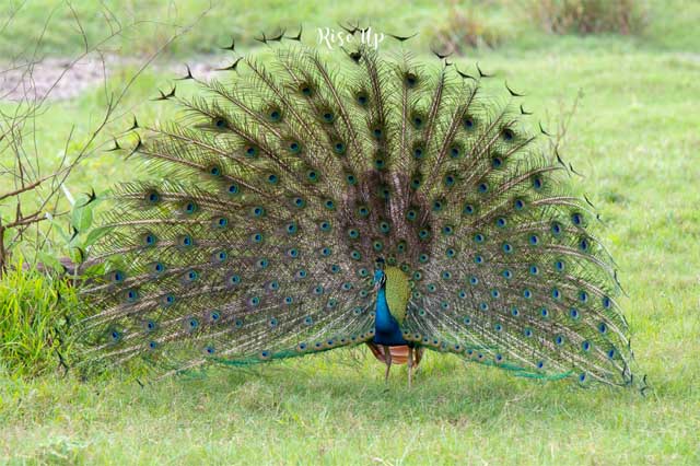peacock_ruvinda_isuru