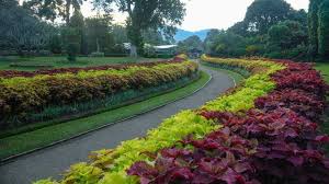 Royal Botanical Gardens in Peradeniya