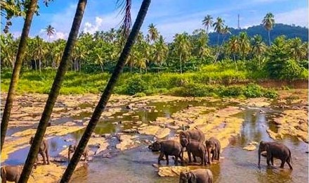 Elephants at Pinnawala in Sri Lanka